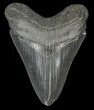 Serrated, Fossil Megalodon Tooth - Georgia #68041-1